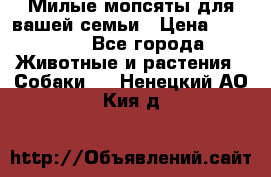 Милые мопсяты для вашей семьи › Цена ­ 20 000 - Все города Животные и растения » Собаки   . Ненецкий АО,Кия д.